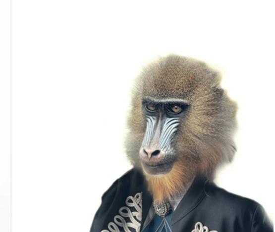 Baboon Animal Portrait