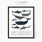 Sea Animal Poster