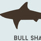 Bull Shark wall print
