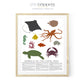 Animal of the Coral Reef Poster